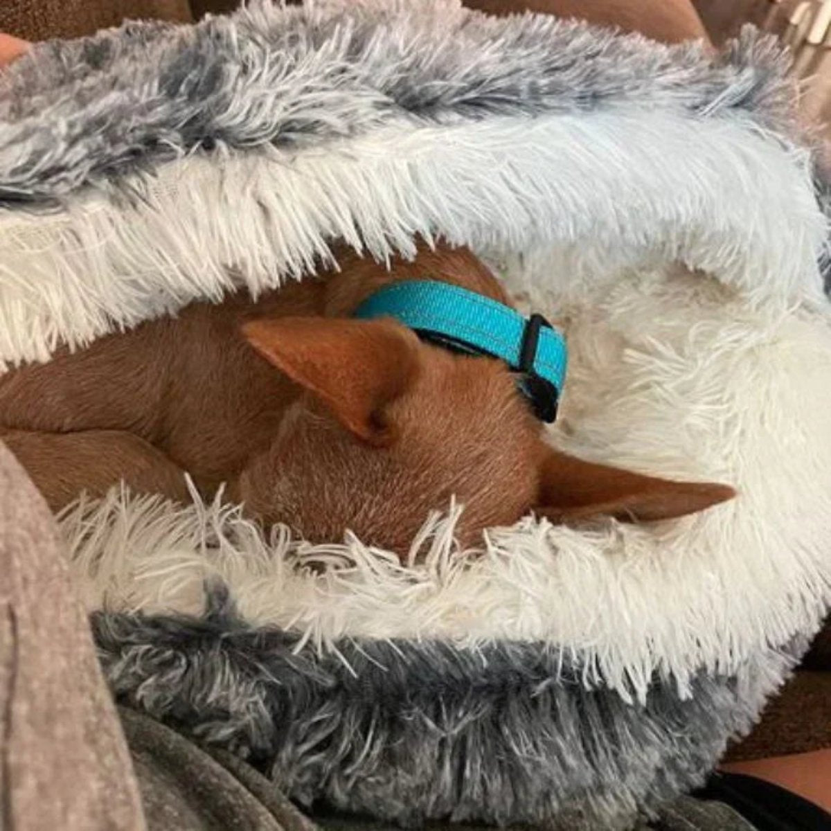 Knus Dierbed voor Honden met Gewrichtsondersteuning